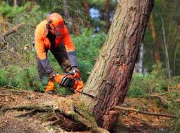 Best Tree Health Inspection  in Rainbow Park, FL